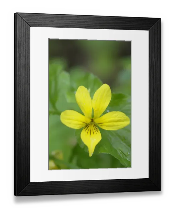 Framed Print : North America, Canada, British Columbia, Vancouver Island. Stream Violet (Viola glabella) Framed Print : North America, Canada, British Columbia, Vancouver Island. Stream Violet (Viola glabella)