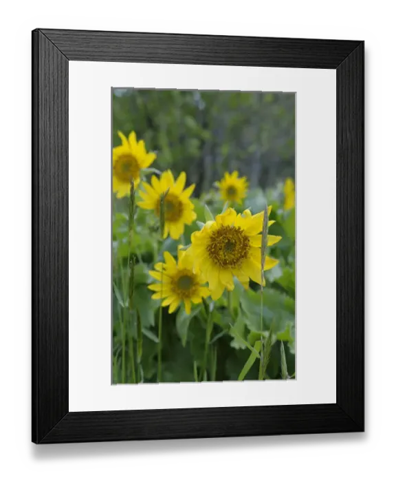 Framed Print : North America, Canada, British Columbia, Vancouver Island Framed Print : North America, Canada, British Columbia, Vancouver Island