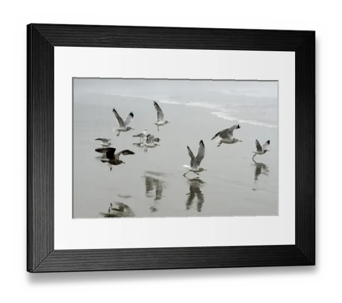 Framed Print : North America, Canada, British Columbia, Vancouver Island. Gulls flying on Florencia Beach Framed Print : North America, Canada, British Columbia, Vancouver Island. Gulls flying on Florencia Beach