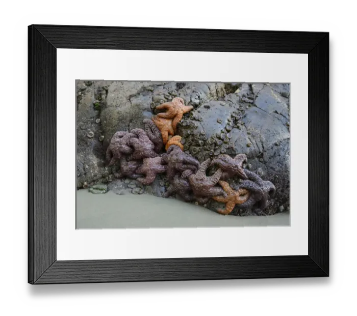 Framed Print : North America, Canada, British Columbia, Vancouver Island. Sea stars on the rocks at Tonquin Beach Framed Print : North America, Canada, British Columbia, Vancouver Island. Sea stars on the rocks at Tonquin Beach