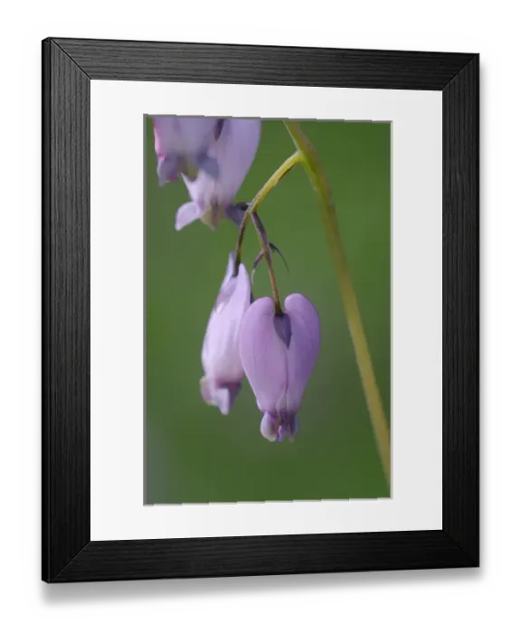 Framed Print : North America, Canada, British Columbia, Vancouver Island. Pacific Bleeding Heart Framed Print : North America, Canada, British Columbia, Vancouver Island. Pacific Bleeding Heart