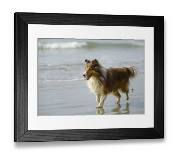 Framed Print : North America, Canada, British Columbia, Vancouver Island. Sheltie walking on Chesterman Beach Framed Print : North America, Canada, British Columbia, Vancouver Island. Sheltie walking on Chesterman Beach