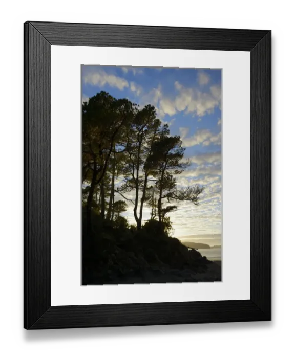 Framed Print : North America, Canada, British Columbia, Vancouver Island. Gnarled trees at sunset
