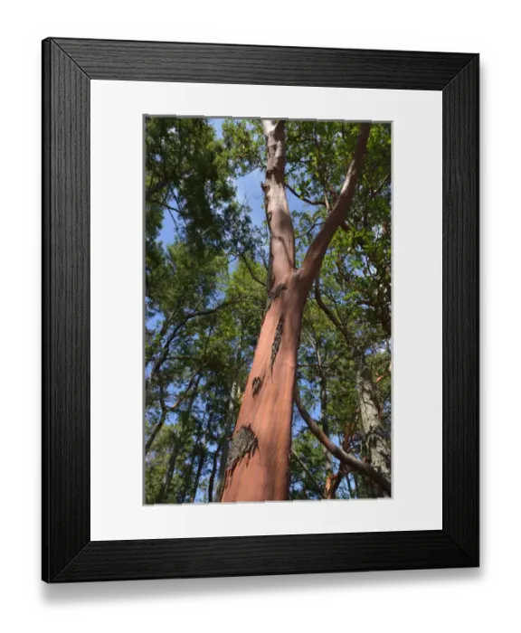 Framed Print : Canada, British Columbia, Russell Island. Arbutus tree (Arbutus menziesii)