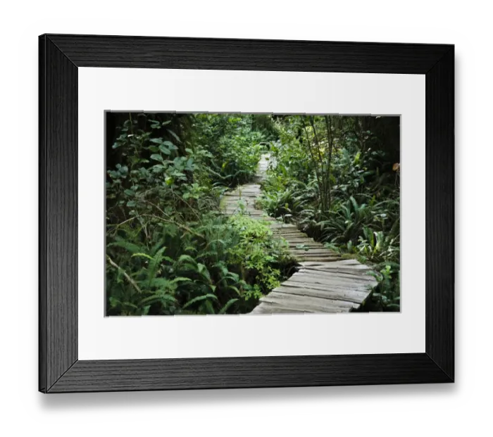 Framed Print : Vancouver Island, Clayoquot Sound, Tofino. Temperate rain forest wooden path Framed Print : Vancouver Island, Clayoquot Sound, Tofino. Temperate rain forest wooden path
