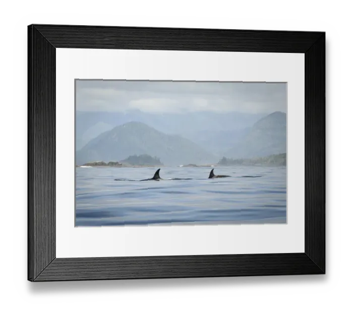 Framed Print : Vancouver Island, Clayoquot Sound. Orcas surfacing