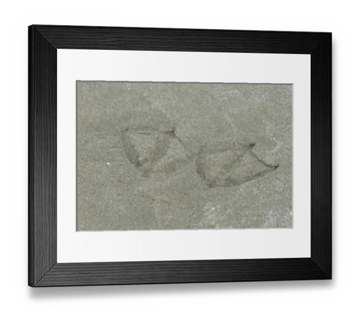 Framed Print : Vancouver Island, Pacific Rim National Park. Seagull footprints in the sand Framed Print : Vancouver Island, Pacific Rim National Park. Seagull footprints in the sand