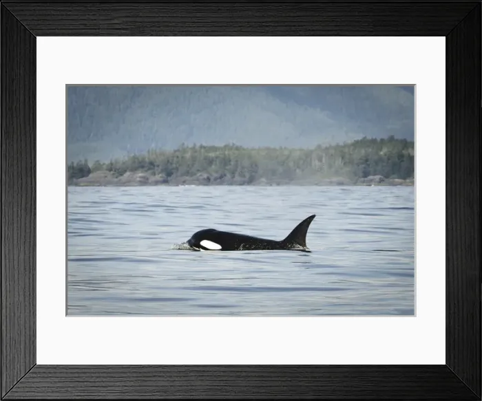 Framed Print : Vancouver Island, Clayoquot Sound. Orca surfacing Framed Print : Vancouver Island, Clayoquot Sound. Orca surfacing
