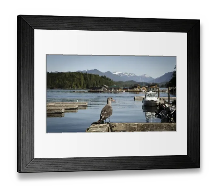 Framed Print : Vancouver Island, Tofino. Juvenile seagull looking out on boats, floating houses Framed Print : Vancouver Island, Tofino. Juvenile seagull looking out on boats, floating houses