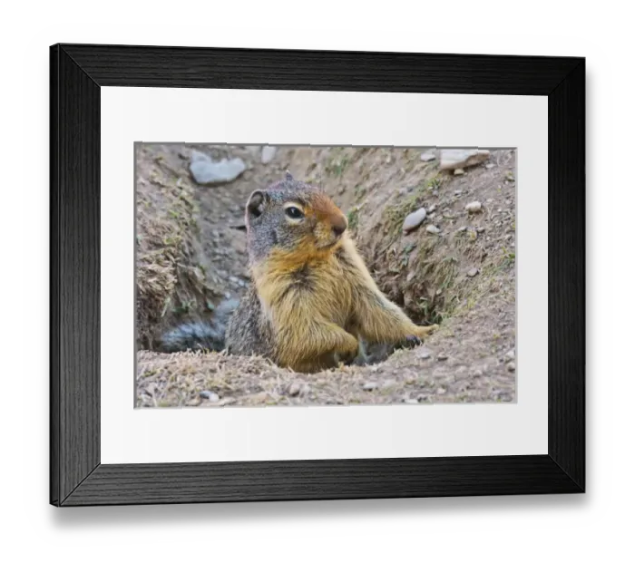 Framed Print : Columbia Ground Squirrel, Rogers Pass, Glacier National Park, British Columbia, Canada Framed Print : Columbia Ground Squirrel, Rogers Pass, Glacier National Park, British Columbia, Canada