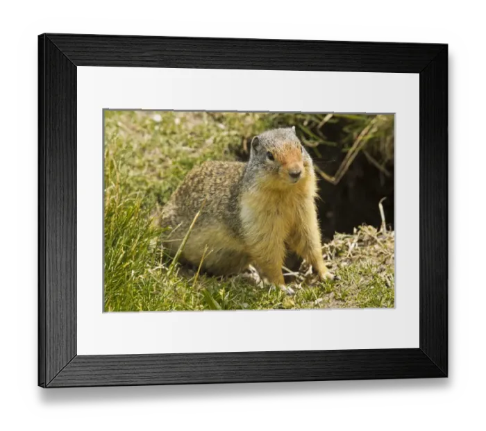 Framed Print : Columbia Ground Squirrel, Rogers Pass, Glacier National Park, British Columbia, Canada