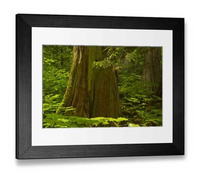 Framed Print : Old cedars, Hemlock Grove, Glacier National Park, British Columbia, Canada Framed Print : Old cedars, Hemlock Grove, Glacier National Park, British Columbia, Canada