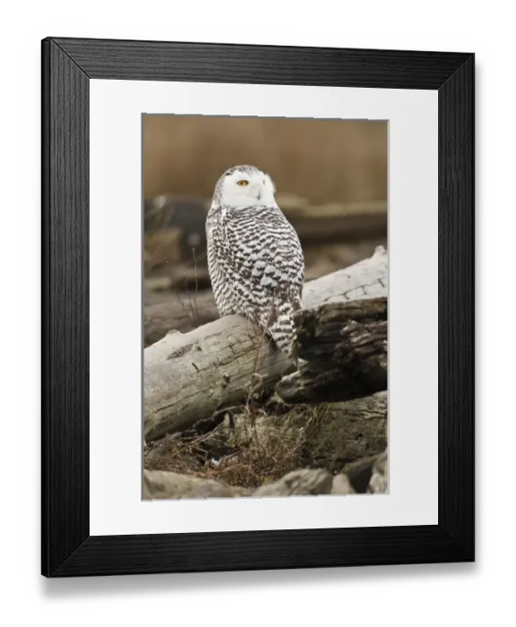 Framed Print : Canada, British Columbia, Boundary Bay, Snowy Owl (Nyctea scandiaca)