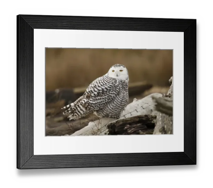 Framed Print : Canada, British Columbia, Boundary Bay, Snowy Owl (Nyctea scandiaca)