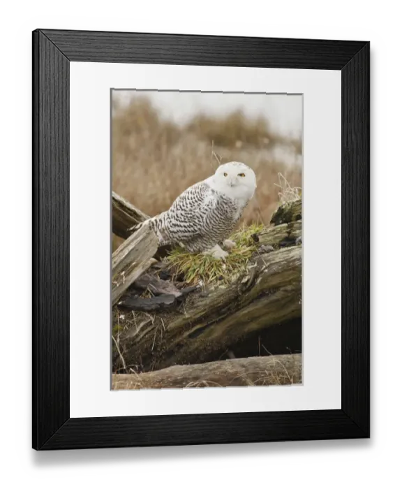 Framed Print : Canada, British Columbia, Boundary Bay, Snowy Owl (Nyctea scandiaca) Framed Print : Canada, British Columbia, Boundary Bay, Snowy Owl (Nyctea scandiaca)