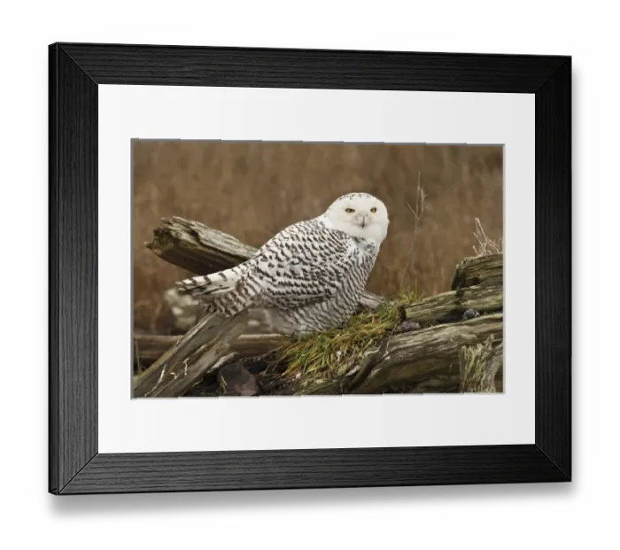 Framed Print : Canada, British Columbia, Boundary Bay, Snowy Owl (Nyctea scandiaca) Framed Print : Canada, British Columbia, Boundary Bay, Snowy Owl (Nyctea scandiaca)