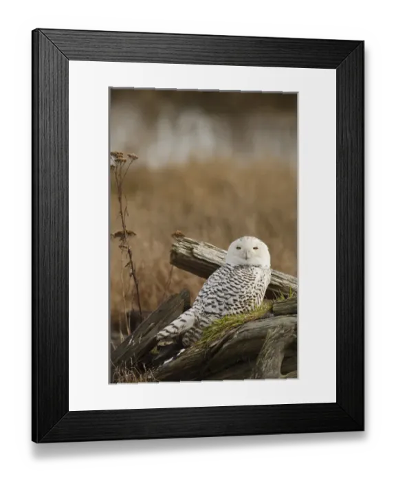 Framed Print : Canada, British Columbia, Boundary Bay, Snowy Owl (Nyctea scandiaca) Framed Print : Canada, British Columbia, Boundary Bay, Snowy Owl (Nyctea scandiaca)