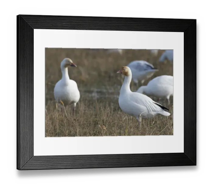 Framed Print : Canada, British Columbia, Westham Island, Snow Goose (Chen caerulescens) Framed Print : Canada, British Columbia, Westham Island, Snow Goose (Chen caerulescens)