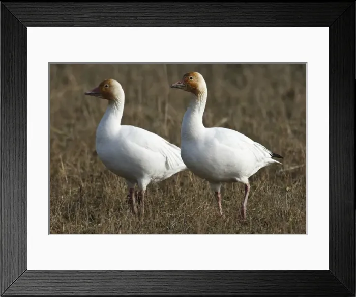 Framed Print : Canada, British Columbia, Westham Island, Snow Goose (Chen caerulescens) Framed Print : Canada, British Columbia, Westham Island, Snow Goose (Chen caerulescens)