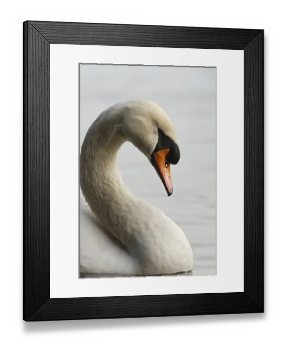 Framed Print : Canada, British Columbia, Vancouver, Stanley Park, Mute Swan (Cygnus olor)