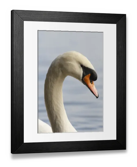 Framed Print : Canada, British Columbia, Vancouver, Stanley Park, Mute Swan (Cygnus olor)