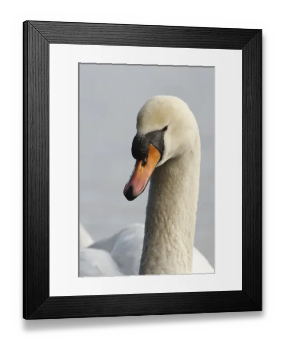 Framed Print : Canada, British Columbia, Vancouver, Stanley Park, Mute Swan (Cygnus olor)