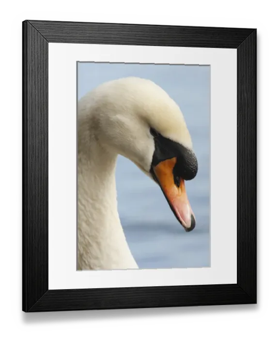 Framed Print : Canada, British Columbia, Vancouver, Stanley Park, Mute Swan (Cygnus olor)