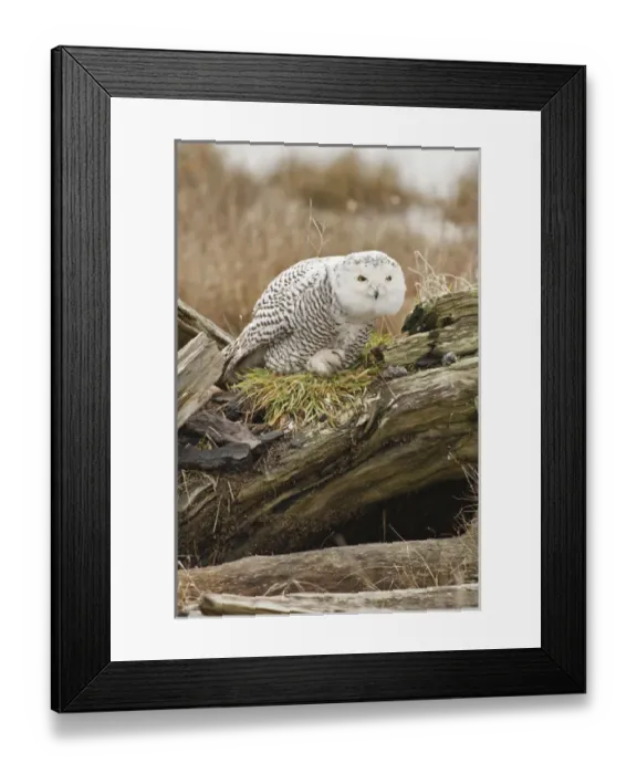 Framed Print : Canada, British Columbia, Boundary Bay, Snowy Owl (Nyctea scandiaca) preening