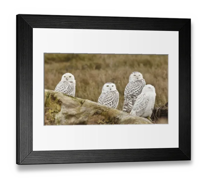 Framed Print : Canada, British Columbia, Boundary Bay, group of four Snowy Owls (Nyctea scandiaca)