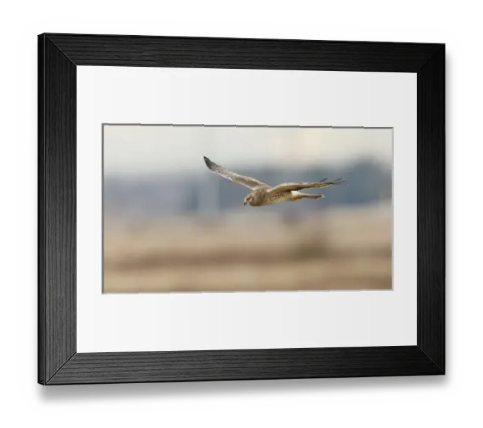 Framed Print : Canada, British Columbia, Boundary Bay, young male Northern Harrier (Circus cyaneus) Framed Print : Canada, British Columbia, Boundary Bay, young male Northern Harrier (Circus cyaneus)