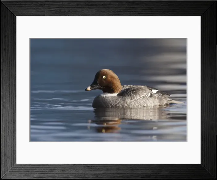 Framed Print : Canada, British Columbia, Vancouver, Stanley Park, Common Goldeneye hen (Bucephala