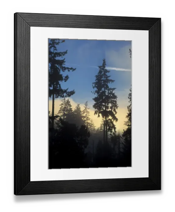 Framed Print : Canada, British Columbia, Vancouver, Stanley Park, woods with marine layer fog rolling in