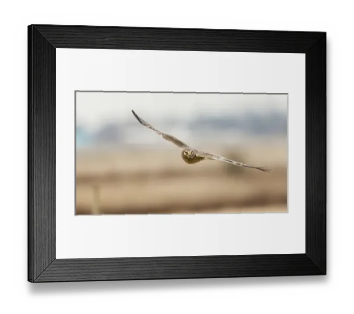 Framed Print : Canada, British Columbia, Boundary Bay, young male Northern Harrier (Circus cyaneus) Framed Print : Canada, British Columbia, Boundary Bay, young male Northern Harrier (Circus cyaneus)