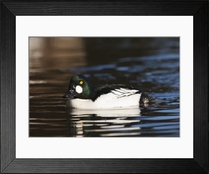 Framed Print : Canada, British Columbia, Vancouver, Stanley Park, Common Goldeneye drake (Bucephala Framed Print : Canada, British Columbia, Vancouver, Stanley Park, Common Goldeneye drake (Bucephala