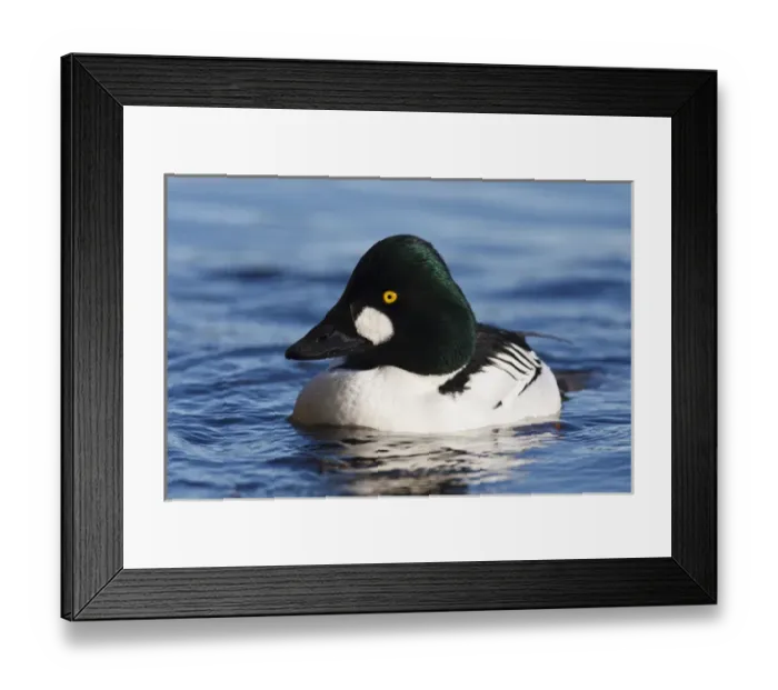 Framed Print : Canada, British Columbia, Vancouver, Stanley Park, Common Goldeneye drake (Bucephala Framed Print : Canada, British Columbia, Vancouver, Stanley Park, Common Goldeneye drake (Bucephala