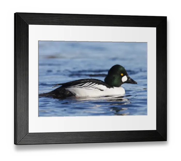 Framed Print : Canada, British Columbia, Vancouver, Stanley Park, Common Goldeneye drake (Bucephala Framed Print : Canada, British Columbia, Vancouver, Stanley Park, Common Goldeneye drake (Bucephala