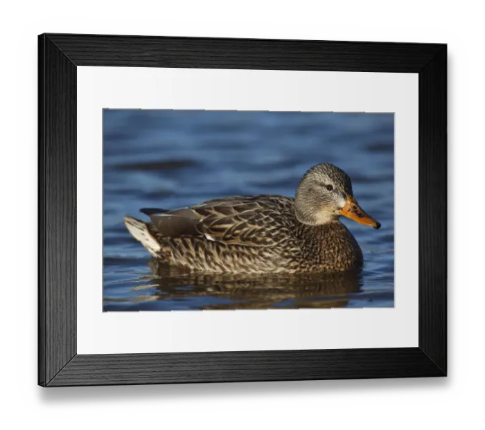 Framed Print : Canada, British Columbia, Westham Island, George C. Reifel Migratory Bird Sanctuary Framed Print : Canada, British Columbia, Westham Island, George C. Reifel Migratory Bird Sanctuary