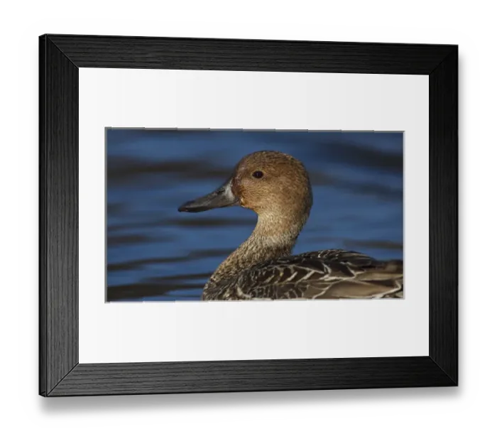 Framed Print : Canada, British Columbia, Westham Island, George C. Reifel Migratory Bird Sanctuary