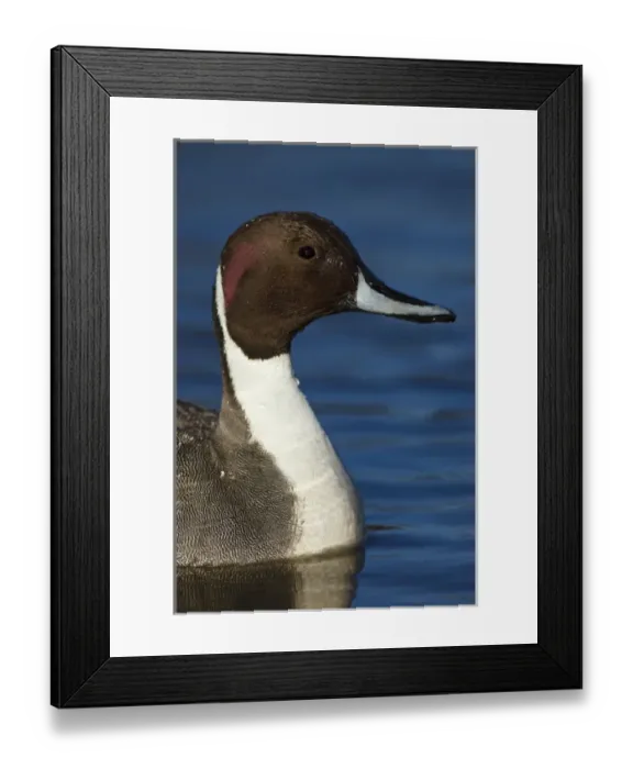 Framed Print : Canada, British Columbia, Westham Island, George C. Reifel Migratory Bird Sanctuary