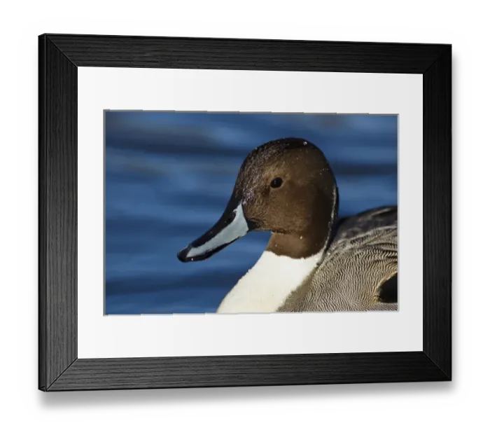 Framed Print : Canada, British Columbia, Westham Island, George C. Reifel Migratory Bird Sanctuary Framed Print : Canada, British Columbia, Westham Island, George C. Reifel Migratory Bird Sanctuary