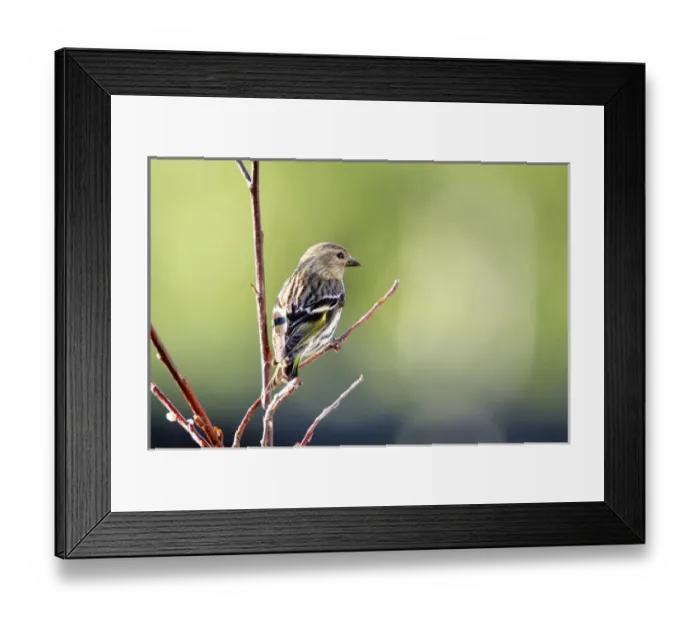 Framed Print : A Pine Sisken (Carduelis pinus) Framed Print : A Pine Sisken (Carduelis pinus)