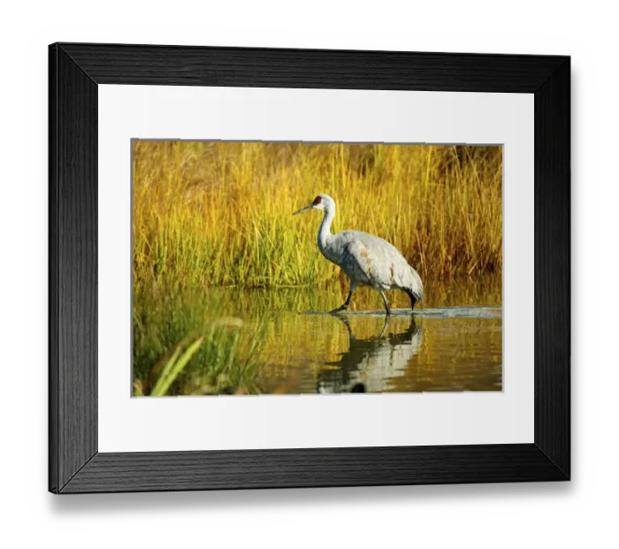 Framed Print : Sandhill crane, Grus canadensis, stalking in marsh