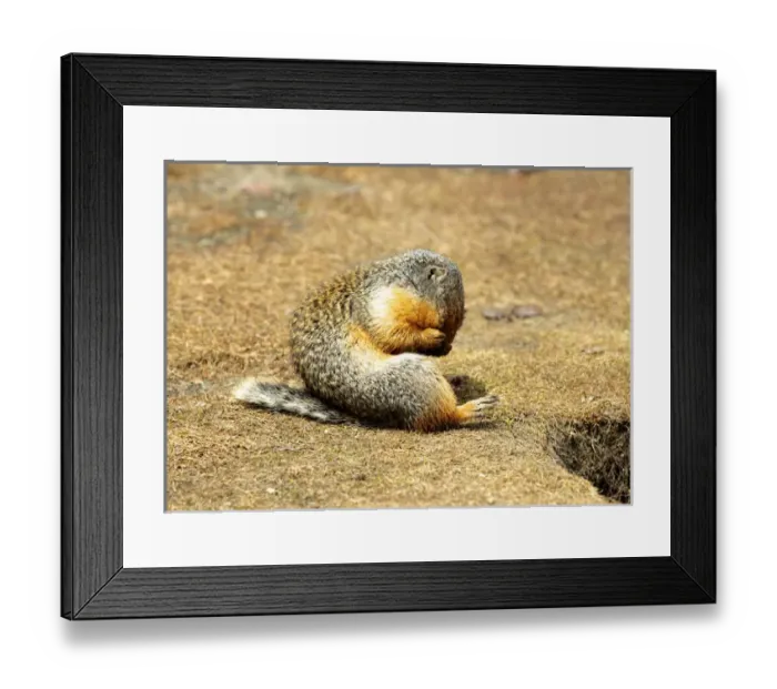 Framed Print : Columbia Ground Squirrel (Urocitellus columbianus) in early spring Framed Print : Columbia Ground Squirrel (Urocitellus columbianus) in early spring