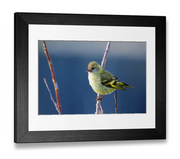 Framed Print : A Pine Sisken (Carduelis pinus) Male Framed Print : A Pine Sisken (Carduelis pinus) Male