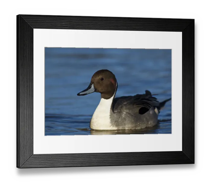 Framed Print : Canada, British Columbia, Westham Island, George C. Reifel Migratory Bird Sanctuary Framed Print : Canada, British Columbia, Westham Island, George C. Reifel Migratory Bird Sanctuary