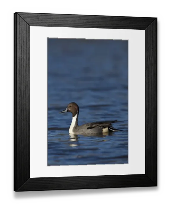 Framed Print : Canada, British Columbia, Westham Island, George C. Reifel Migratory Bird Sanctuary Framed Print : Canada, British Columbia, Westham Island, George C. Reifel Migratory Bird Sanctuary