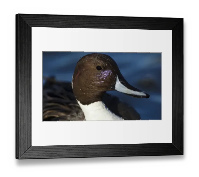 Framed Print : Canada, British Columbia, Westham Island, George C. Reifel Migratory Bird Sanctuary Framed Print : Canada, British Columbia, Westham Island, George C. Reifel Migratory Bird Sanctuary