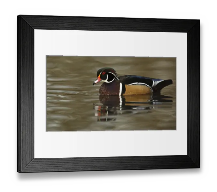 Framed Print : Canada, British Columbia, George C. Reifel Migratory Bird Sanctuary, Wood Duck (Aix Framed Print : Canada, British Columbia, George C. Reifel Migratory Bird Sanctuary, Wood Duck (Aix