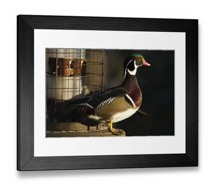 Framed Print : Canada, British Columbia, Westham Island, George C. Reifel Migratory Bird Sanctuary