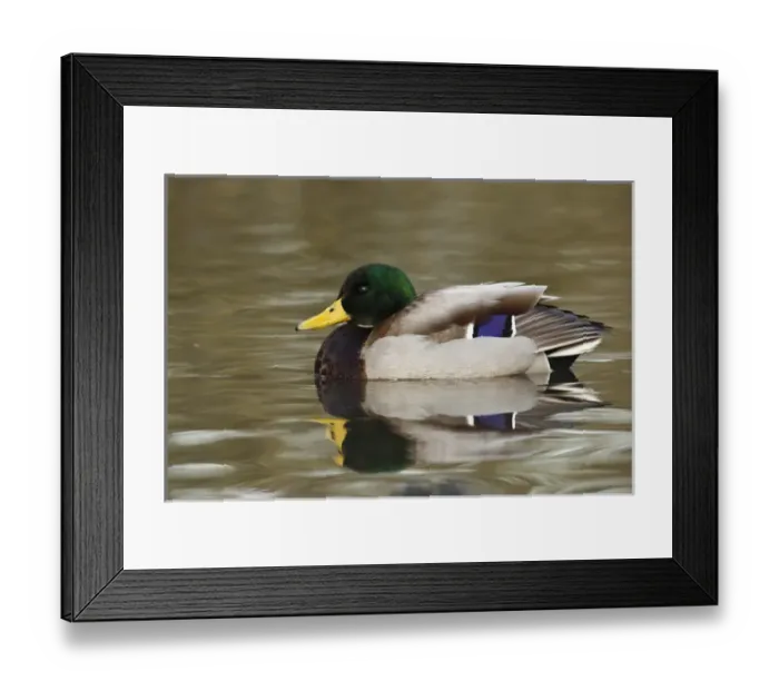 Framed Print : Canada, British Columbia, George C. Reifel Migratory Bird Sanctuary, Mallard (Anas Framed Print : Canada, British Columbia, George C. Reifel Migratory Bird Sanctuary, Mallard (Anas